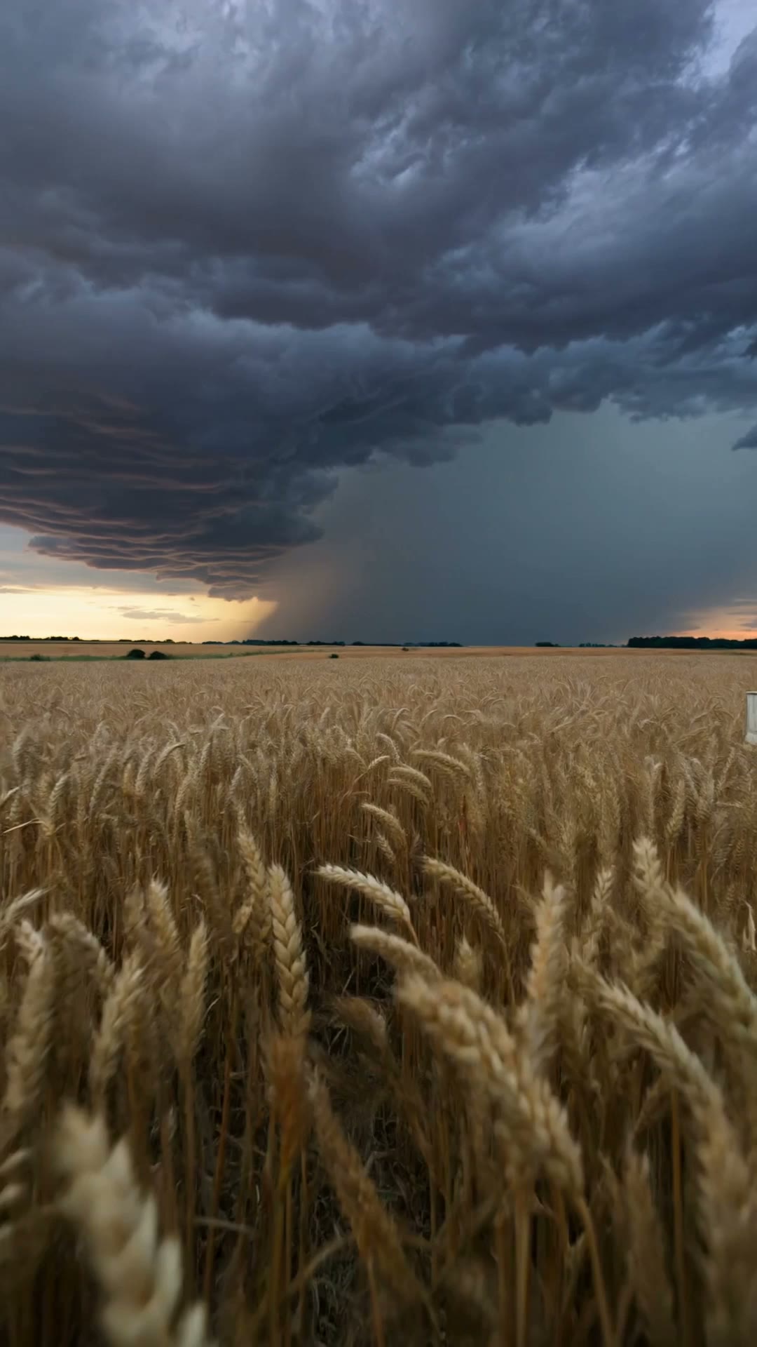 A dramatic thunderstorm over golden wheat fields at dusk, forked lightning, wind rippling…